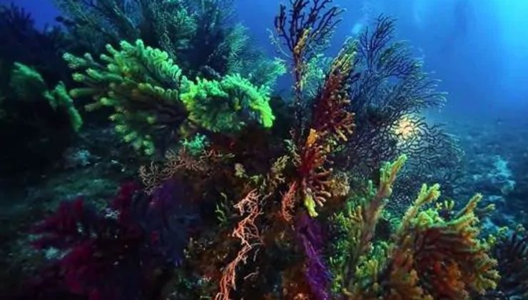 Stretto di Messina: ecco perché è considerato il paradiso delle biodiversità