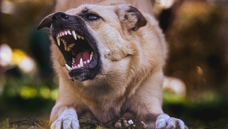 cane morde il padrone