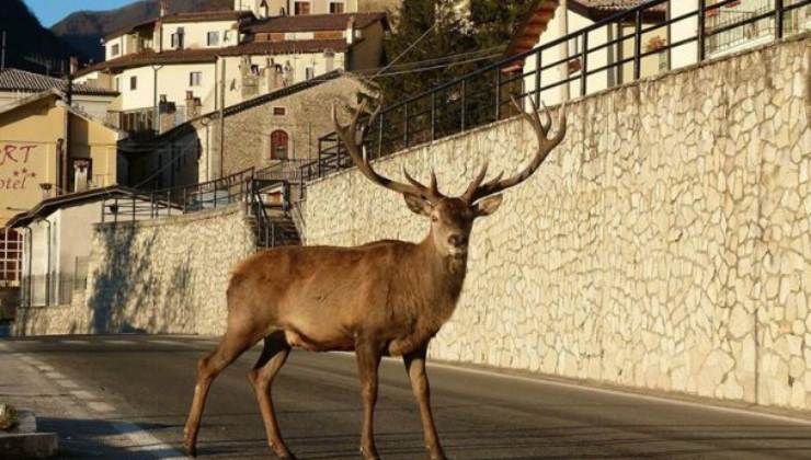 Il Borgo dei Cervi: ecco dove si trova