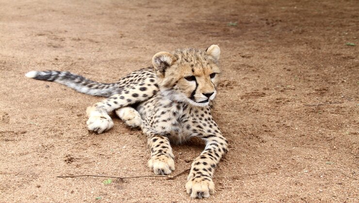 cuccioli ghepardo 