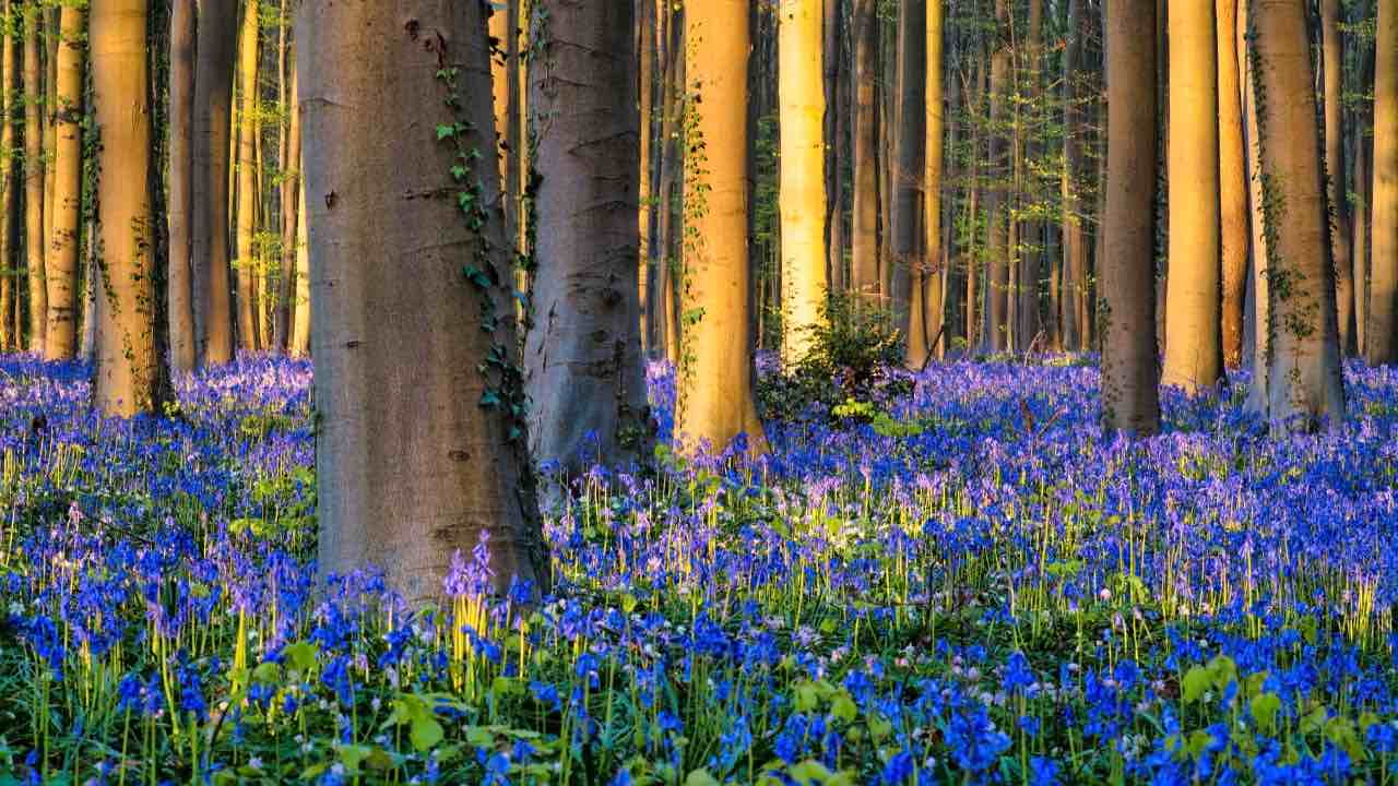 foresta si tinge di blu