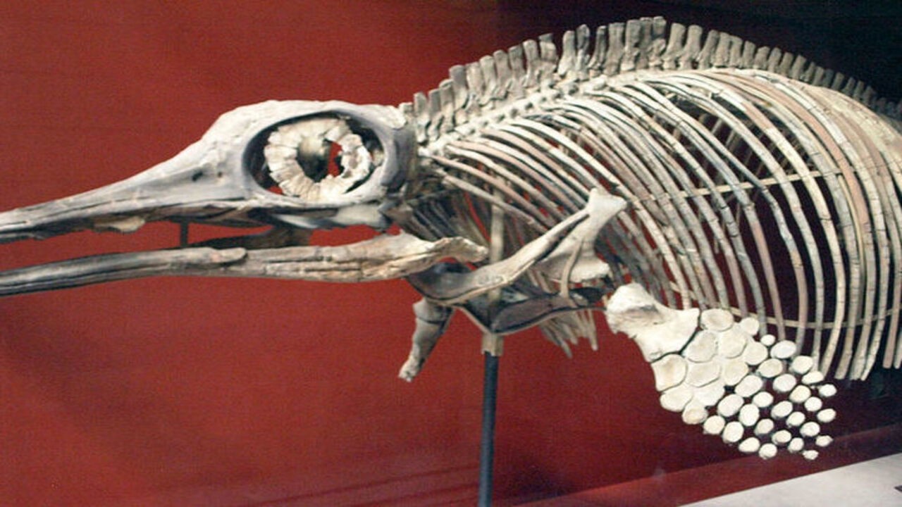 ittiosauro