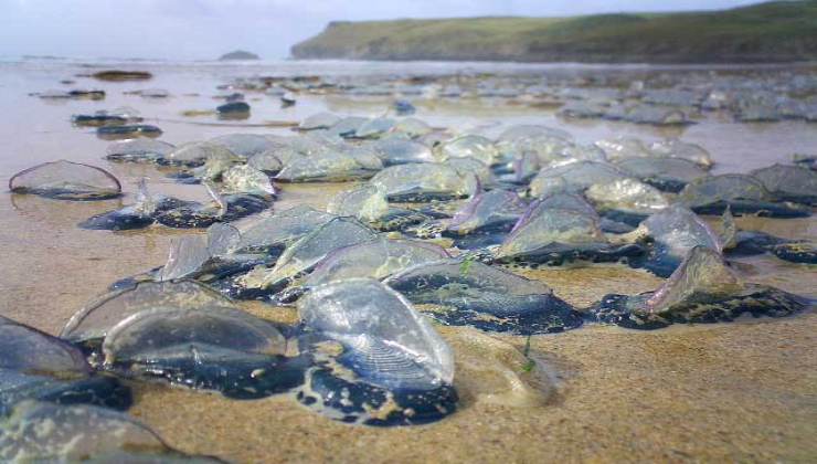 Ostia torna la medusa velella velella