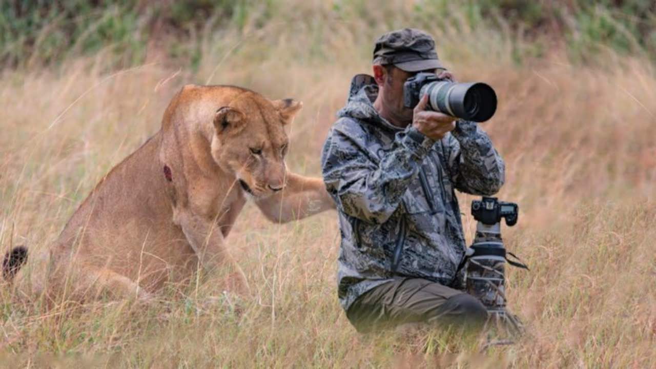 leone chiede aiuto al fotografo
