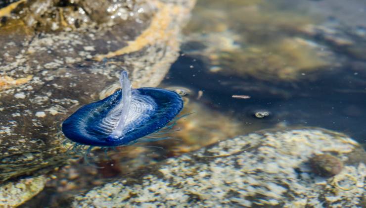 Ostia torna la medusa velella velella