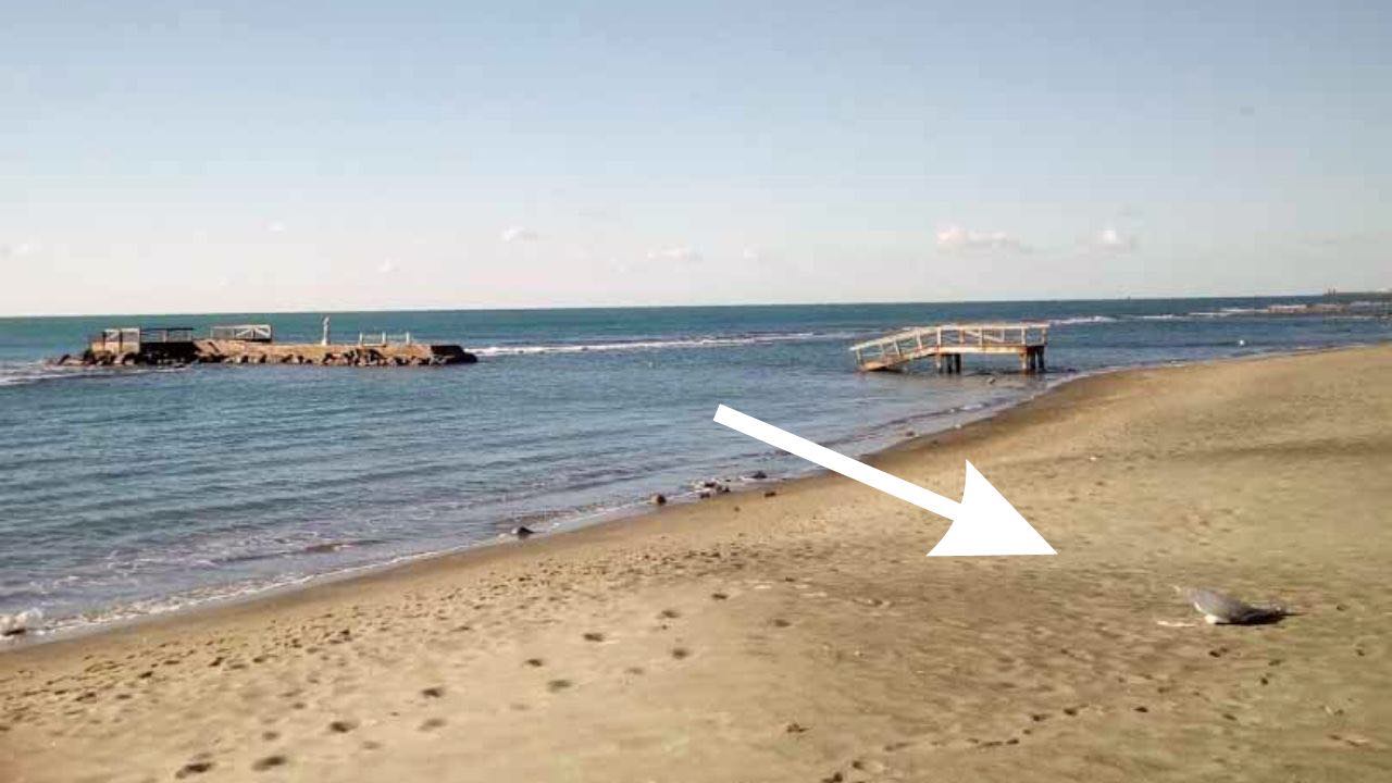 mostro marino spiaggia romana