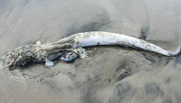 Il mostro marino ritrovato su una spiaggia romana