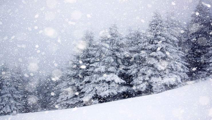 Qualcosa si muove nella neve: ecco di cosa si tratta