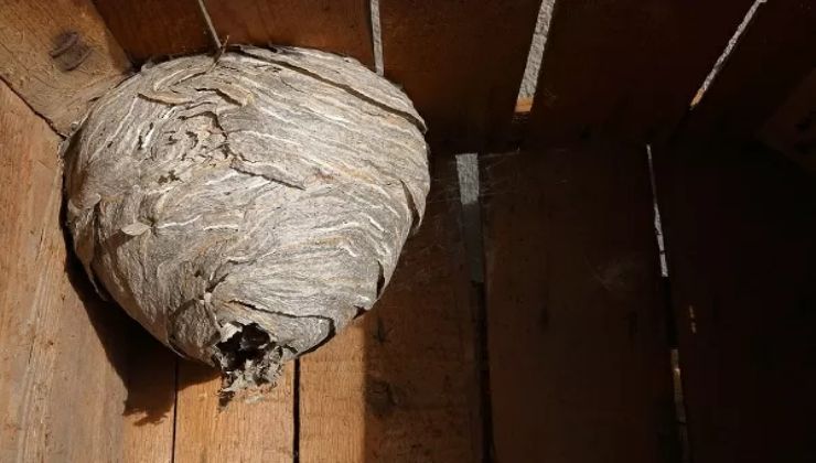 Nido di calabroni in soffitta: ecco cosa nascondeva
