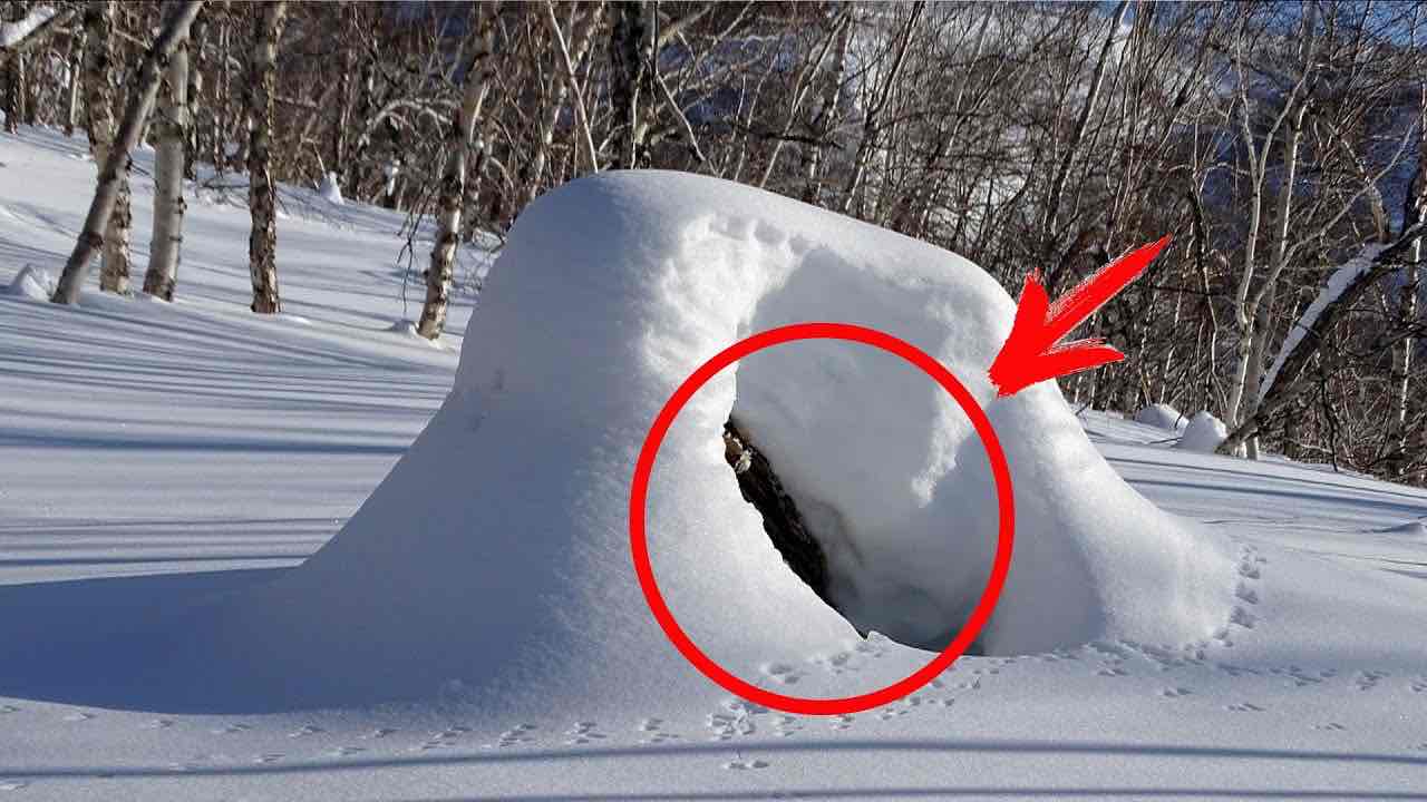 They noticed something moving in the snow, and the people dug in were amazed