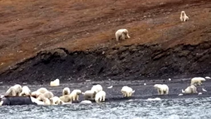 orso polare sull'isola di Wrangel