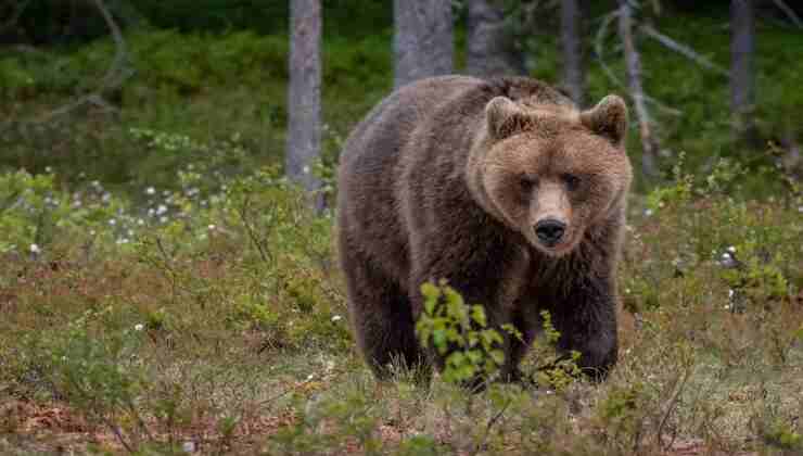 Tornano gli orsi a far paura in Trentino