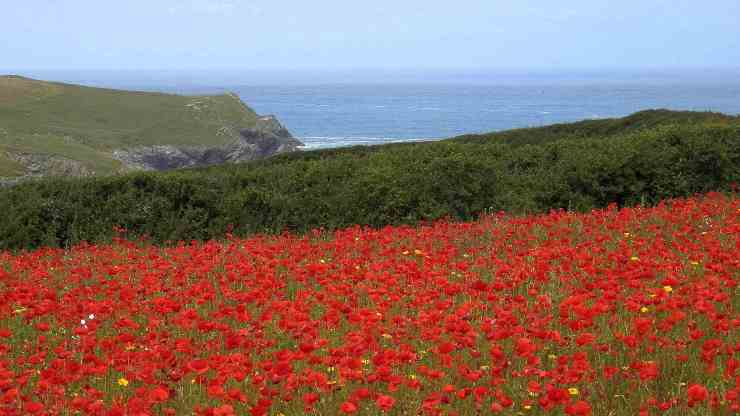 papaveri-a-west-pentire