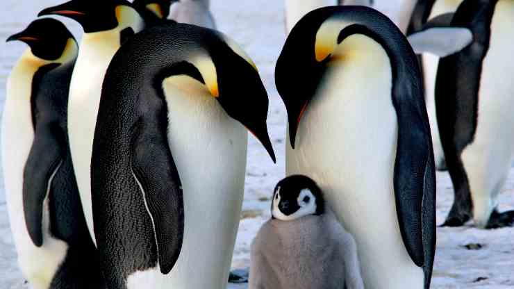 perché-i-pinguini-non-vivono-al-polo-nord