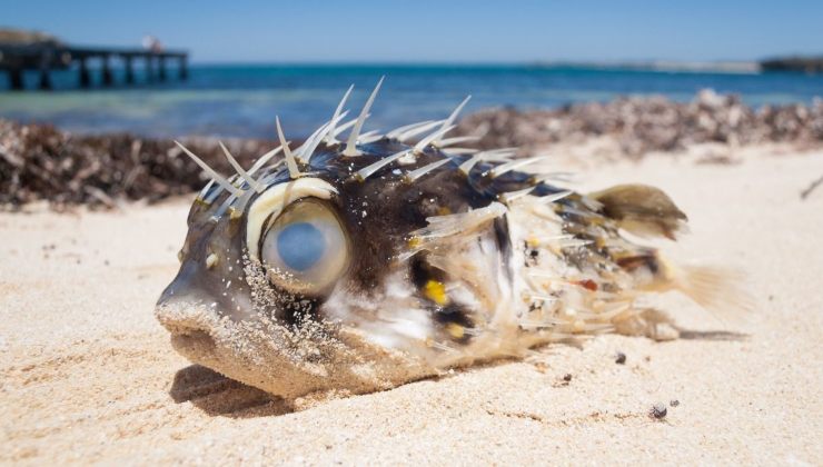 Strana creatura si è arenata sulle spiagge Australiane