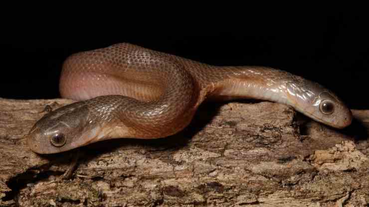 serpente-bicefalo