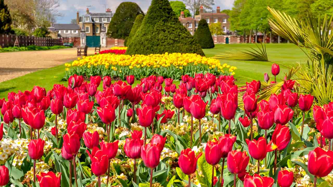 tulipani Hampton Court Palace