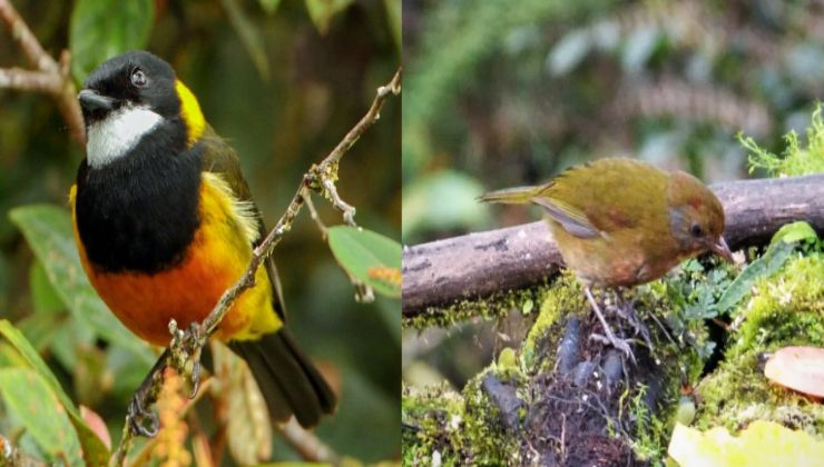 Scoperta nella foresta della Nuova Guinea: due specie di animali velenosi