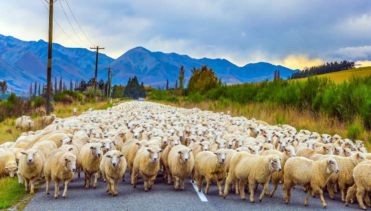 2500 pecore in autostrada