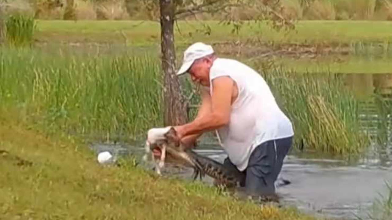 Alligatore cattura il suo cane