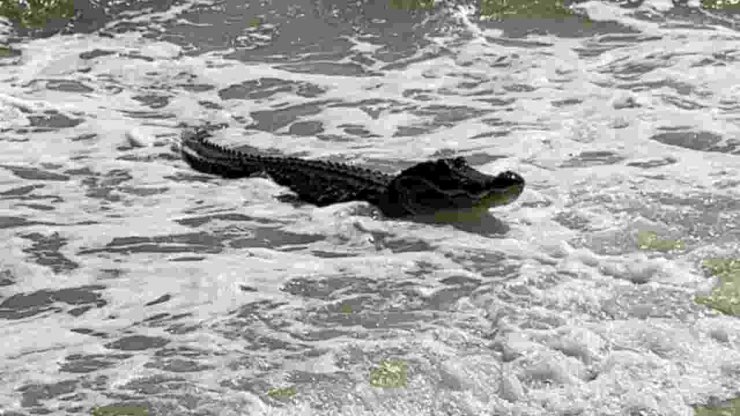 Alligatore che esce dall acqua
