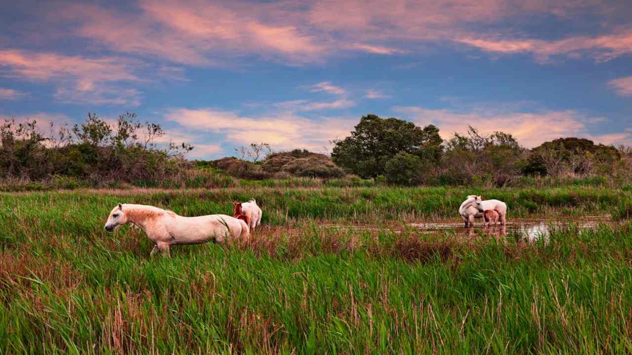 Camargue cosa vedere