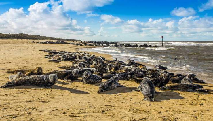 Le spiagge del Norfolk piene di foche