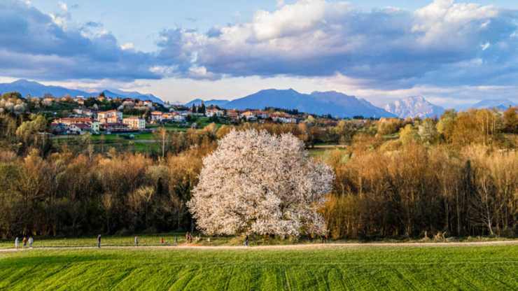 Il ciliegio secolare più grande d’Italia