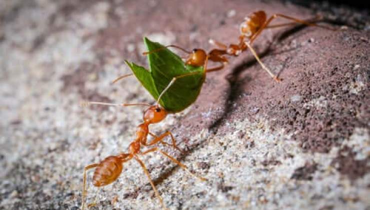 Il nutrimento delle formiche