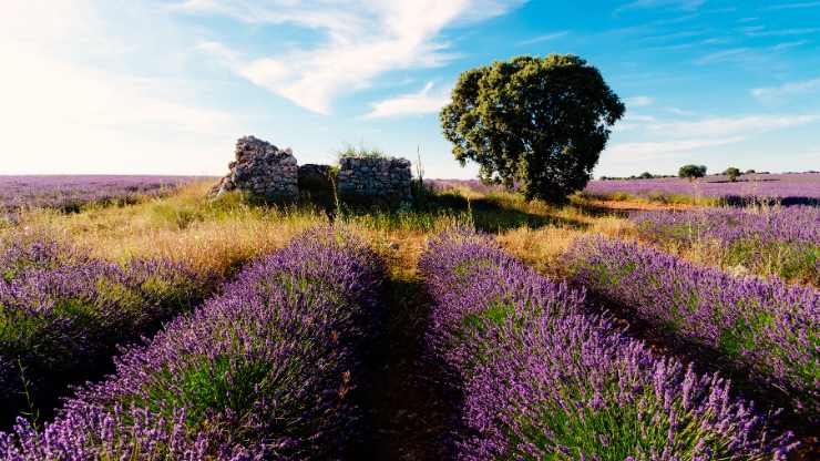 Lavanda di Brihuega