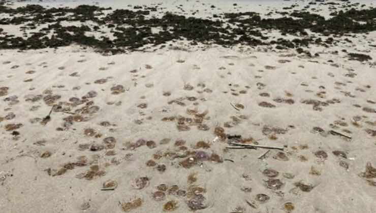 Meduse sulla spiaggia di Punta Prosciutto