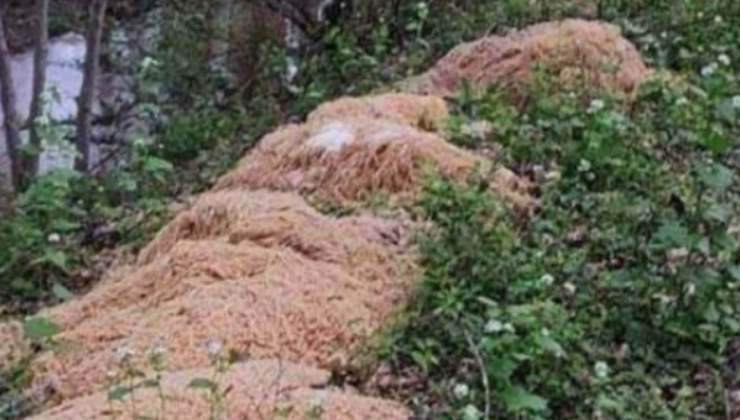 Nei boschi hanno ritrovato qualcosa di incredibile: cumuli di pasta