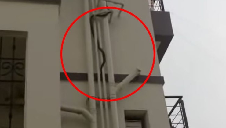 Serpente che striscia tra i diversi piani del palazzo