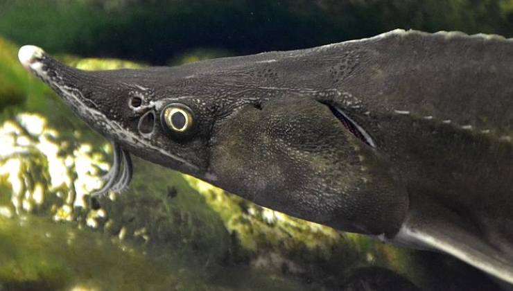 Storione, specie risalente a 66 milioni, una scoperta sorprendente