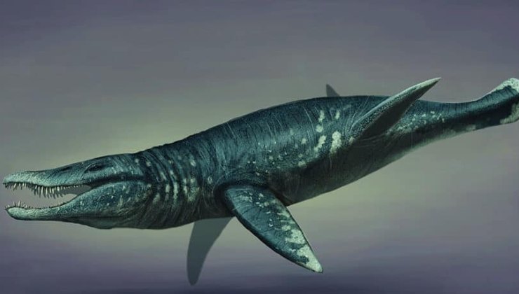 Trovati resti di un esemplare marino, il Pliosaur