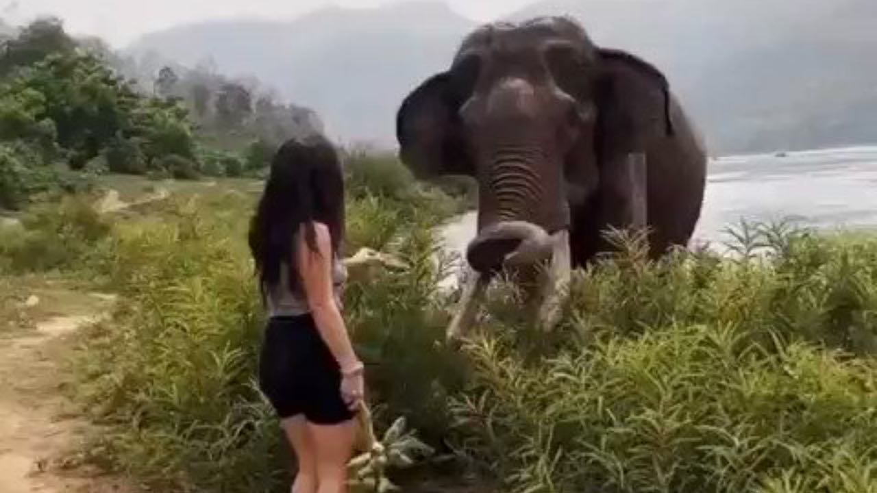 Turista si avvicina a un elefante