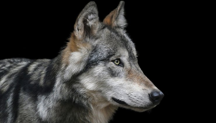 Alcune caratteristiche del lupo