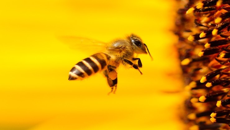 Invasione di vespe in Italia: ecco le zone a rischio