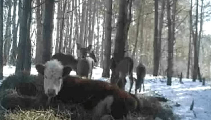 Ritrovano il vitello nel bosco con una compagnia insolita