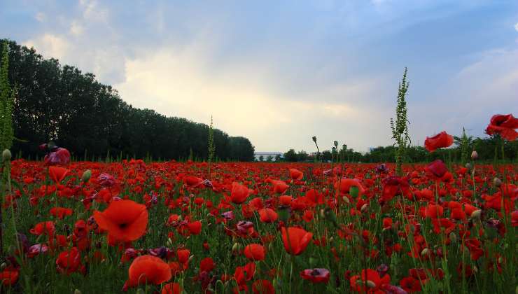 Campo di papaveri