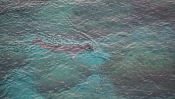 foca monaca avvistata nel Golfo di Napoli