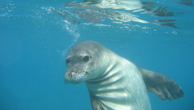 foca monaca