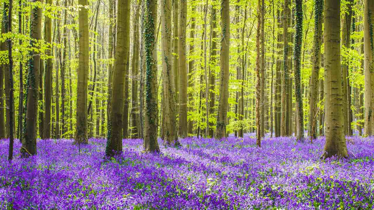 foresta dai fiori particolari