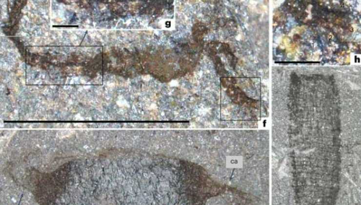 Scoperta che Risale a 462 milioni di anni fa