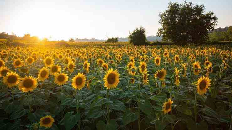 girasoli-a-montefano