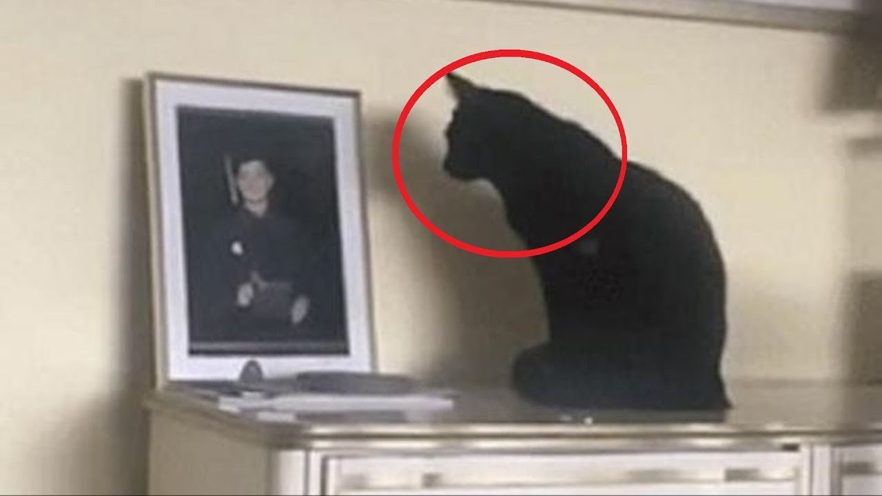 il gatto guardava sempre la foto
