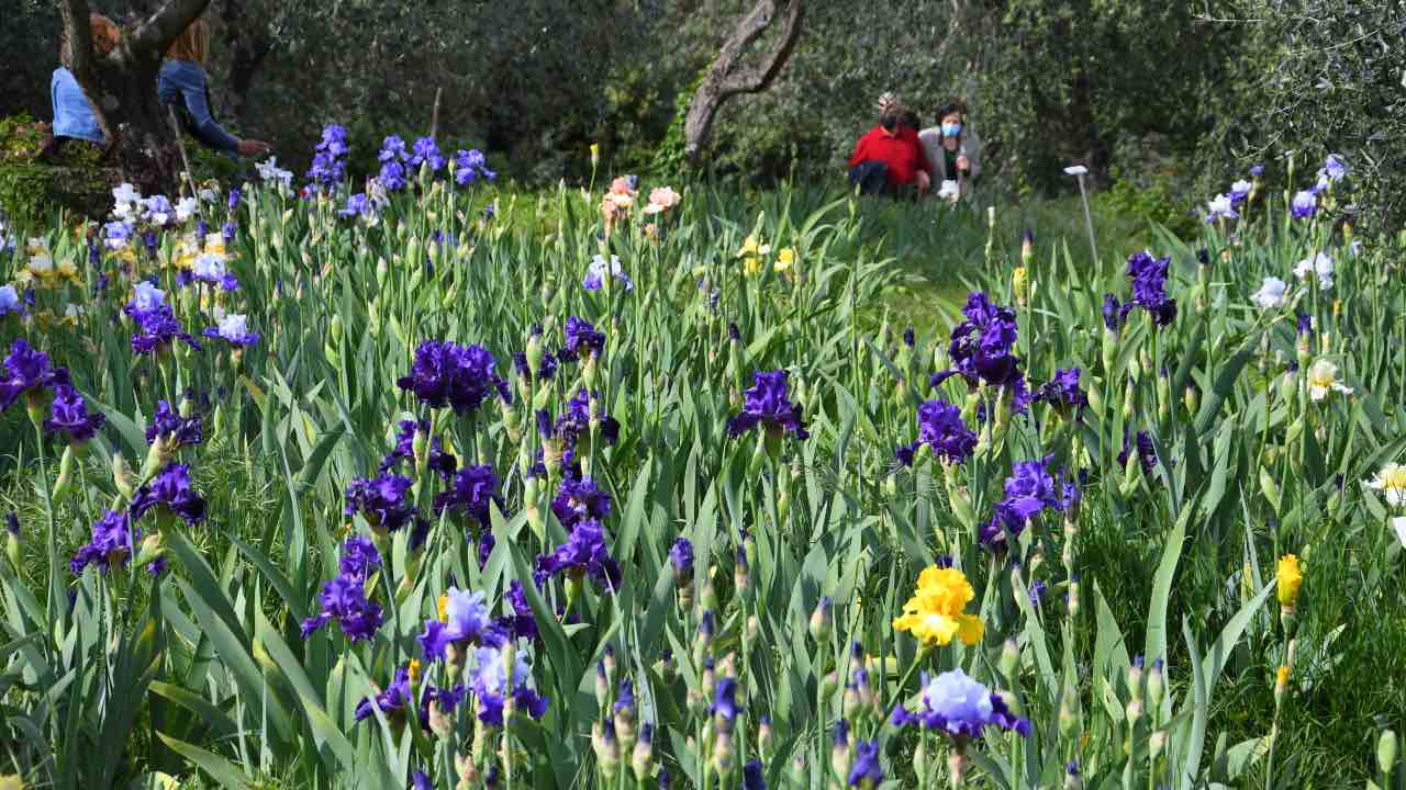 il giardino magico con gli iris
