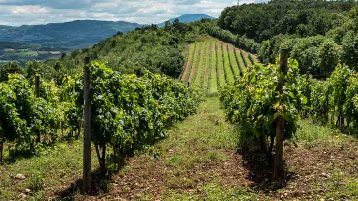 il-percorso-tra-vigne-e-cantine