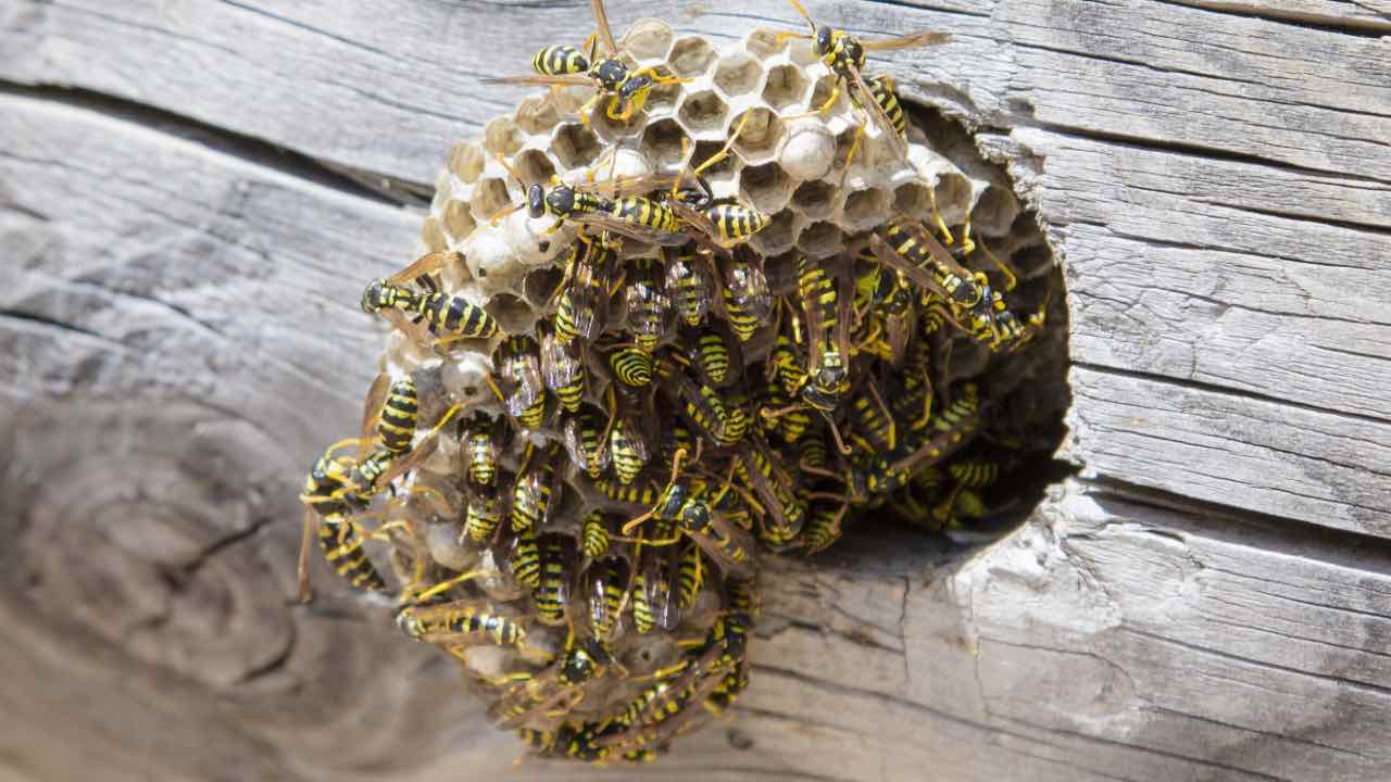 invasione di vespe