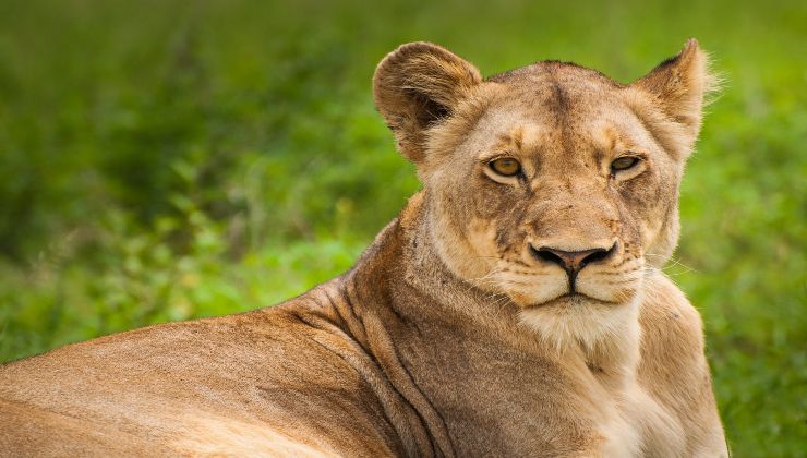 It appears in a park in Cameroon after 19 years